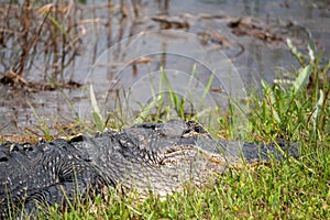 Side view of an alligator in the grass in Everglades National Park