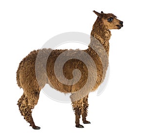 Side view of an Alpaca against white background photo