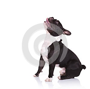 Side view of an amazed french bulldog puppy looking up