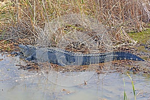 Side View of an American Alligator in a Pond