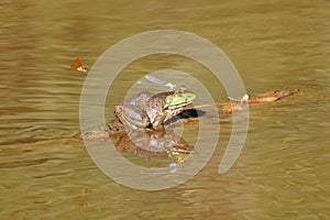 Side view of an American bullfrog sitting on a tree branch with a silver dragonfly on its head