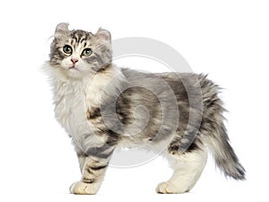 Side view of an American Curl kitten, 3 months old