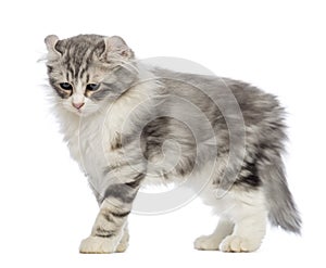 Side view of an American Curl kitten, 3 months old