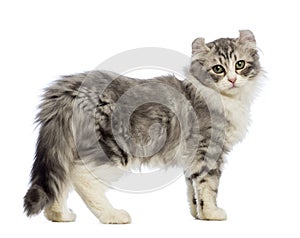 Side view of an American Curl kitten, 3 months old, looking at the camera photo