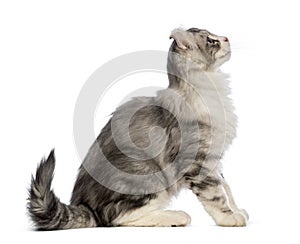 Side view of an American Curl kitten, sitting