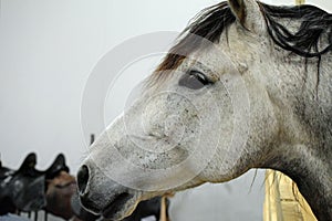 Side view of Andalusian horse head