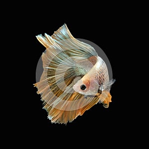 Side view angle of golden halfmoon marble grizzle betta siamese fighting fish