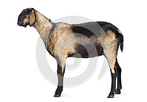 Side view of an Anglo-Nubian goat with a distorted jaw against white background photo