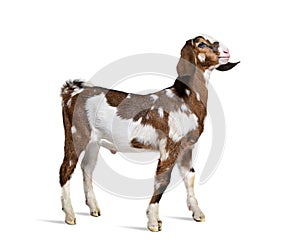 Side view of a Anglo-Nubian goat or Nubian, isolated