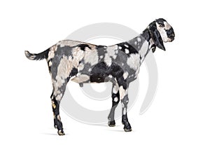 Side view of a Anglo-Nubian goat or Nubian, isolated on white