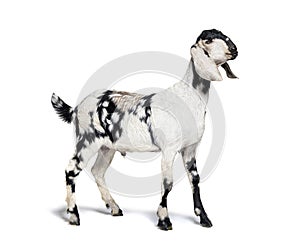Side view of a Anglo-Nubian goat or Nubian, isolated on white