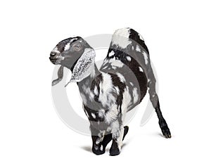 Side view of a Anglo-Nubian goat or Nubian, isolated on white