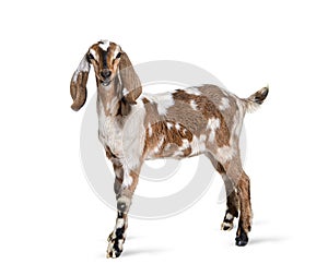 Side view of a Anglo-Nubian goat or Nubian, isolated on white