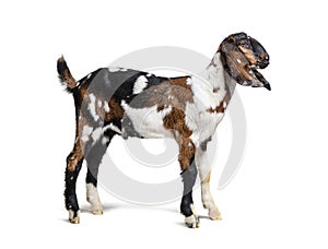 Side view of a Anglo-Nubian goat or Nubian, isolated on white