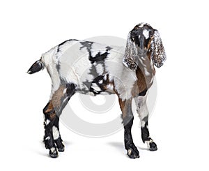 Side view of a Anglo-Nubian goat or Nubian, isolated on white