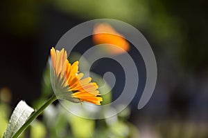 Calendula officinalis flower illuminated by the sun.