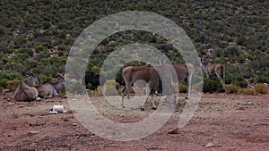 Side view of antelope searching for food on ground. Herd of animals around. Safari park, South Africa