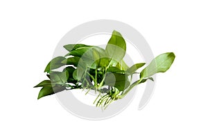 Side View Anubias Nana Golden popular aquarium plant isolated on white background with clipping path