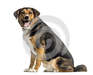 Side view of an Appenzeller mountain dog sitting, panting