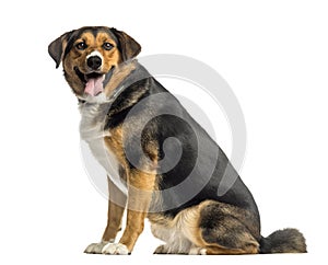 Side view of an Appenzeller mountain dog sitting, panting photo