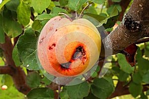 The side view of an apple ruined by codling moths