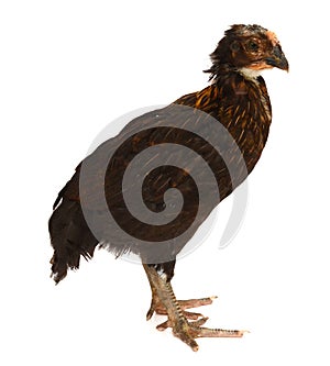 Side view of Araucana, standing.