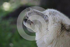 Side view of Arctic White Wolf Howling