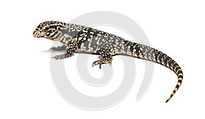 side view of a Argentine black and white tegu, Salvator merianae