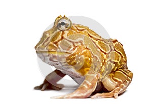 Side view of an Argentine Horned Frog, Ceratophrys ornata photo