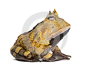 Side view of an Argentine Horned Frog, Ceratophrys ornata photo