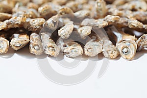 Side view of arranged small dried fish on white paper with copy space