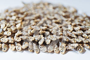 Side view of arranged small dried fish on white paper