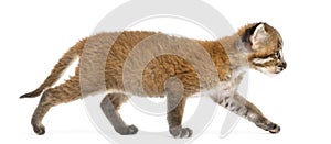 Side view of an Asian golden cat walking, Pardofelis temminckii