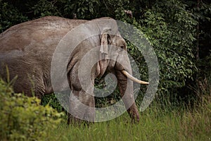 side view of asian male elephant standing in forest bush at khao yai national park thailand
