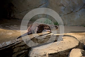 Side view of Asian small-clawed otter resting on a rock in the zoo