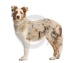 Side view of a Australian Shepherd, 5 months old, standing and looking at the camera