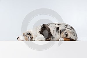 Side view Australian Shepherd dog isolated over white background. White and brown