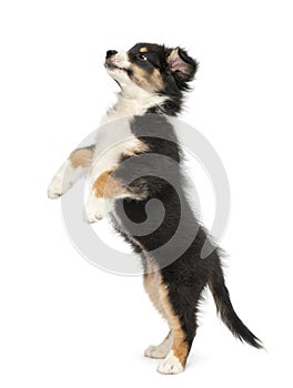 Side view of an Australian Shepherd puppy, 2 months old