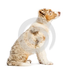 Side view of an Australian Shepherd puppy, 3.5 months old