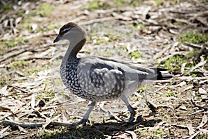 this is a side view of an Australian wood duck walking