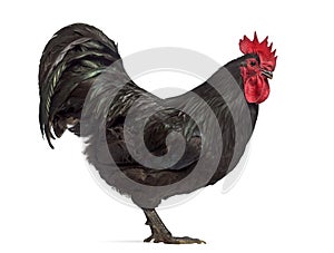 Side view of an Australorp rooster