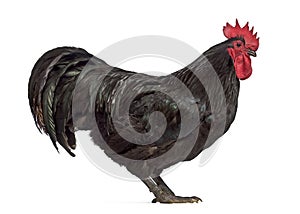 Side view of an Australorp rooster
