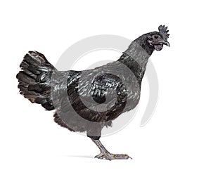 Side view of a Ayam Cemani hen, isolated