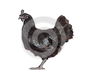 Side view of Ayam Cemani hen, isolated