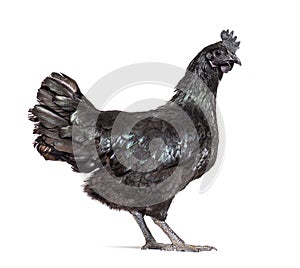 Side view of a Ayam Cemani hen, isolated on white