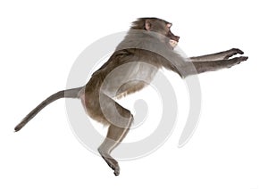 Side view of a Baboon jumping - Simia hamadryas photo