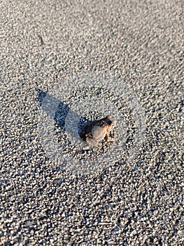 Side view of the baby frog
