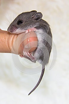 Side view of a baby house mouse hanging on a thumb.