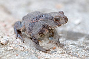 Side view of baby toad with big eyes