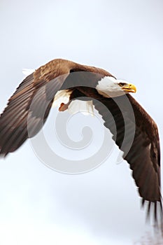 Side view of Bald eagle in flight looking for food. bird of prey. united states symbol concept